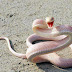 An Albino Mamba Snake! One of the most deadliest snakes in the world!! 