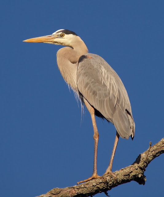David Marvin Photography Lansing, Michigan Great Blue Herons