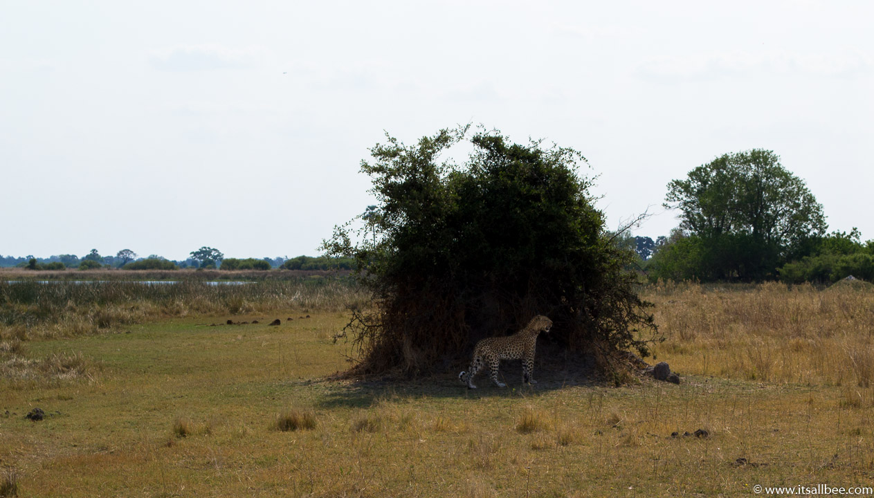 Visions of Wild In Africa's Botswana | Okavango Delta Safari