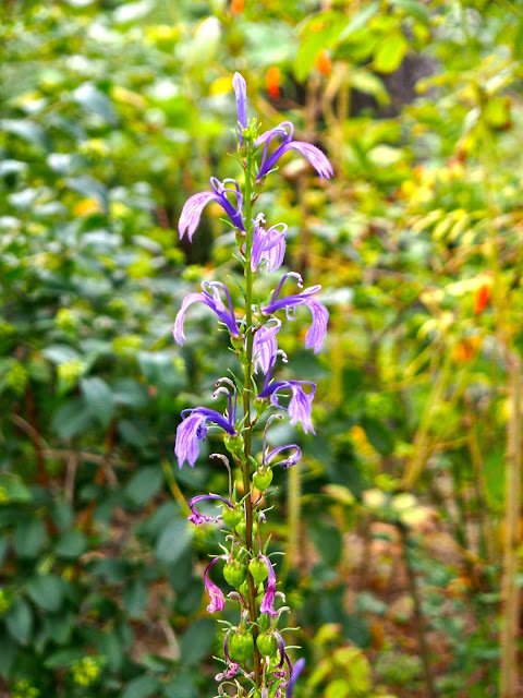Close up of flower in Wild Flower Garden in the Garden of Morning Calm, Gyeonggi-do, South Korea