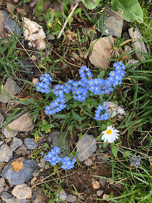 [Boraginaceae] Eritrichum nanum – Arctic Alpine Forget-me-Not (Eritrichio nano)