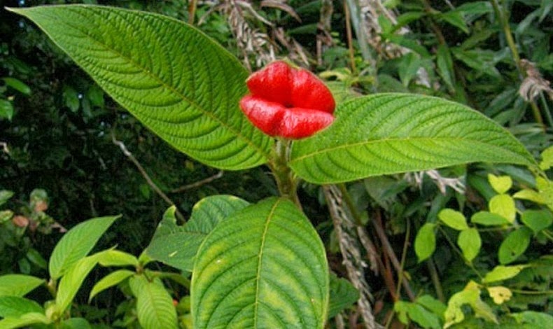 Psychotria Elata or Hooker’s Lips: The Most Kissable Plant