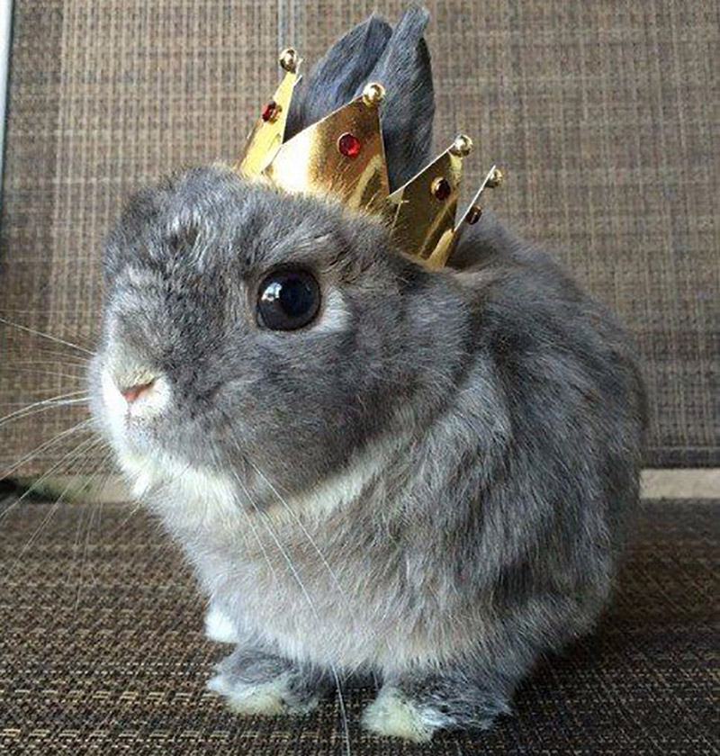 Rabbit Life Hacks Ten Useful And Easy Life Hacks For Bunny Owners