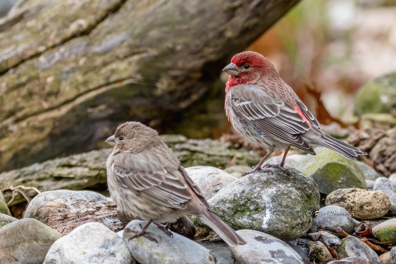 A pair of house finches,