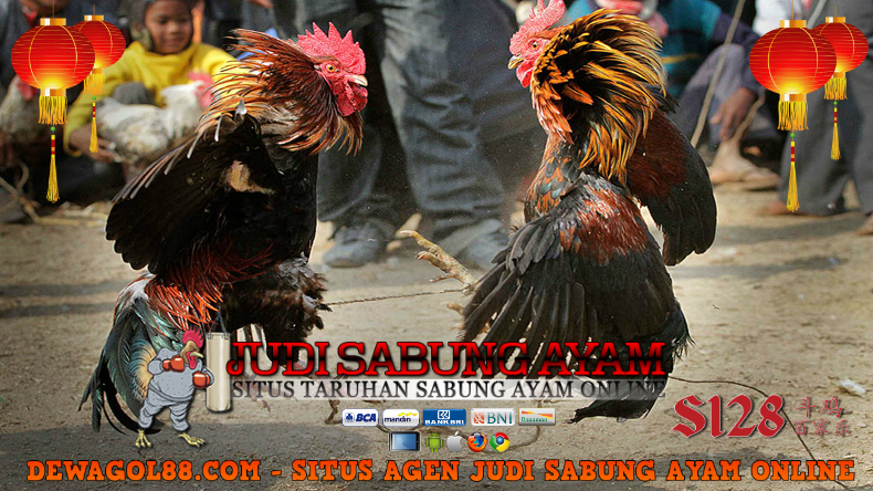 Panduan dan Tips Menang Bermain Judi Sabung Ayam Online - Tips Bermain