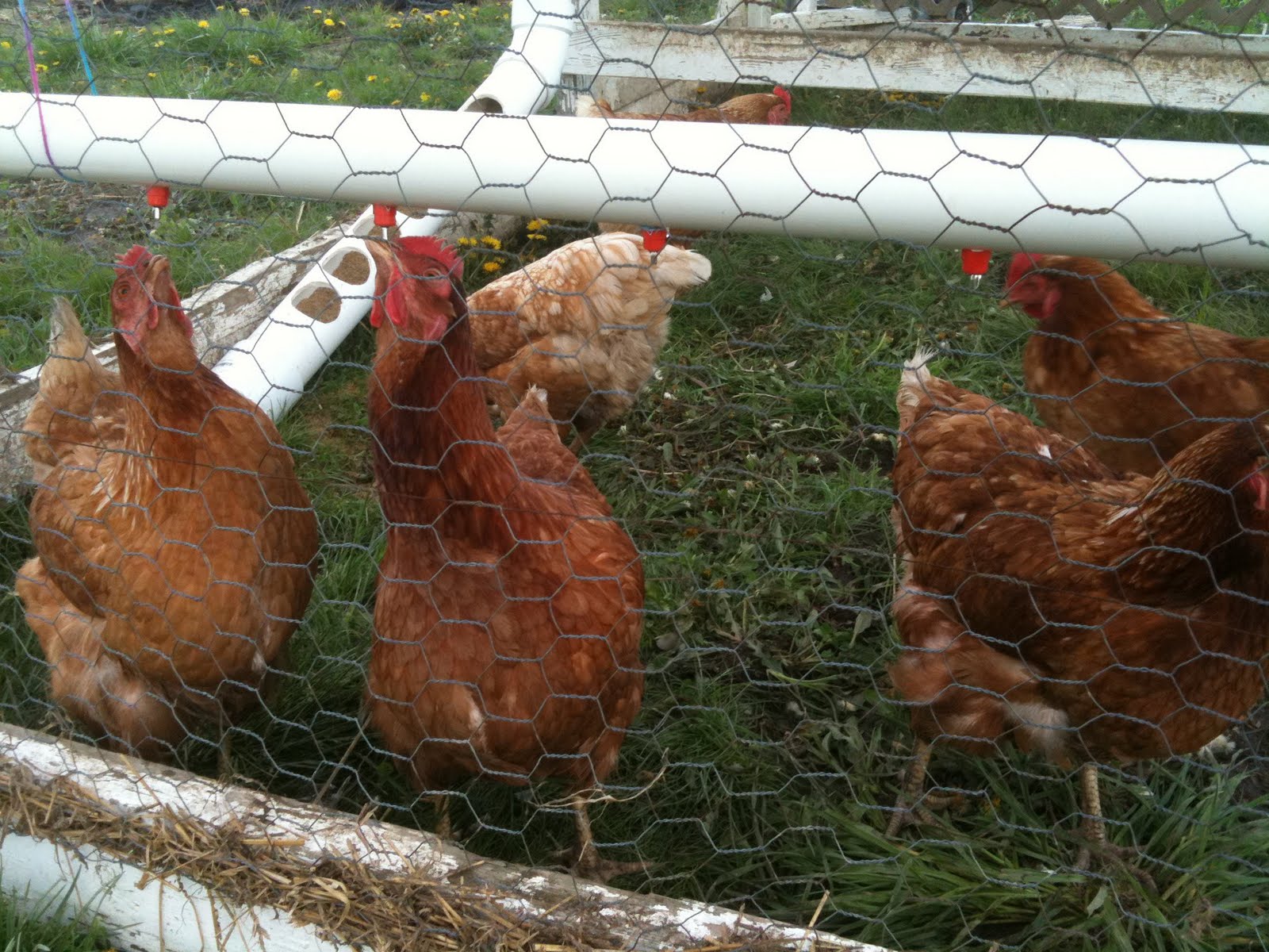 BGreen Acres Chicken nipples are DONE!