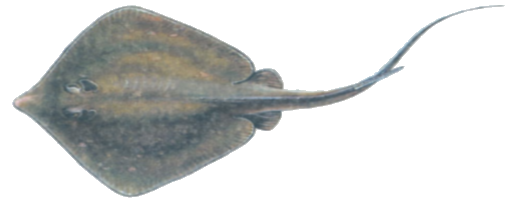 Морской кот (хвостокол)