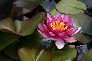 Lotus Flower HD wallpapers