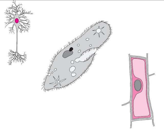 Quelques types cellulaires À gauche, un neurone, dont le corps cellulaire peut représenter une dizaine de micromètres, mais dont l’axone peut être extrêmement long (plusieurs dizaines de centimètres parfois). Au centre, une paramécie, organisme unicellulaire cilié. À droite, une cellule végétale de type parenchyme, dont la paroi squelettique épaisse de un à quelques micromètres est visible au microscope optique