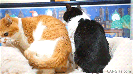 Funny Cat GIF • Synchronized elderly cats. Nap time and copy Cat, 2 cats in the same bed. Funny Cat GIF • Synchronized elderly cats. Nap time and copy Cat, 2 cats in the same bed.