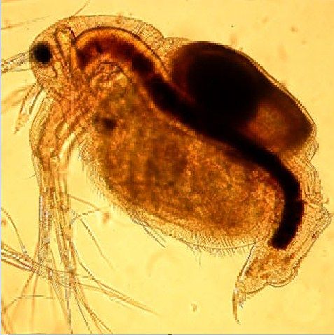 Cara Mudah Budidaya Kutu Air Dengan Susu Bubuk Youtube