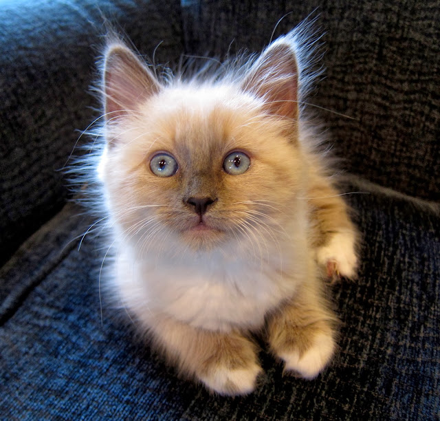 Ragdoll Kitten by jurvetson from flickr (CC-BY)