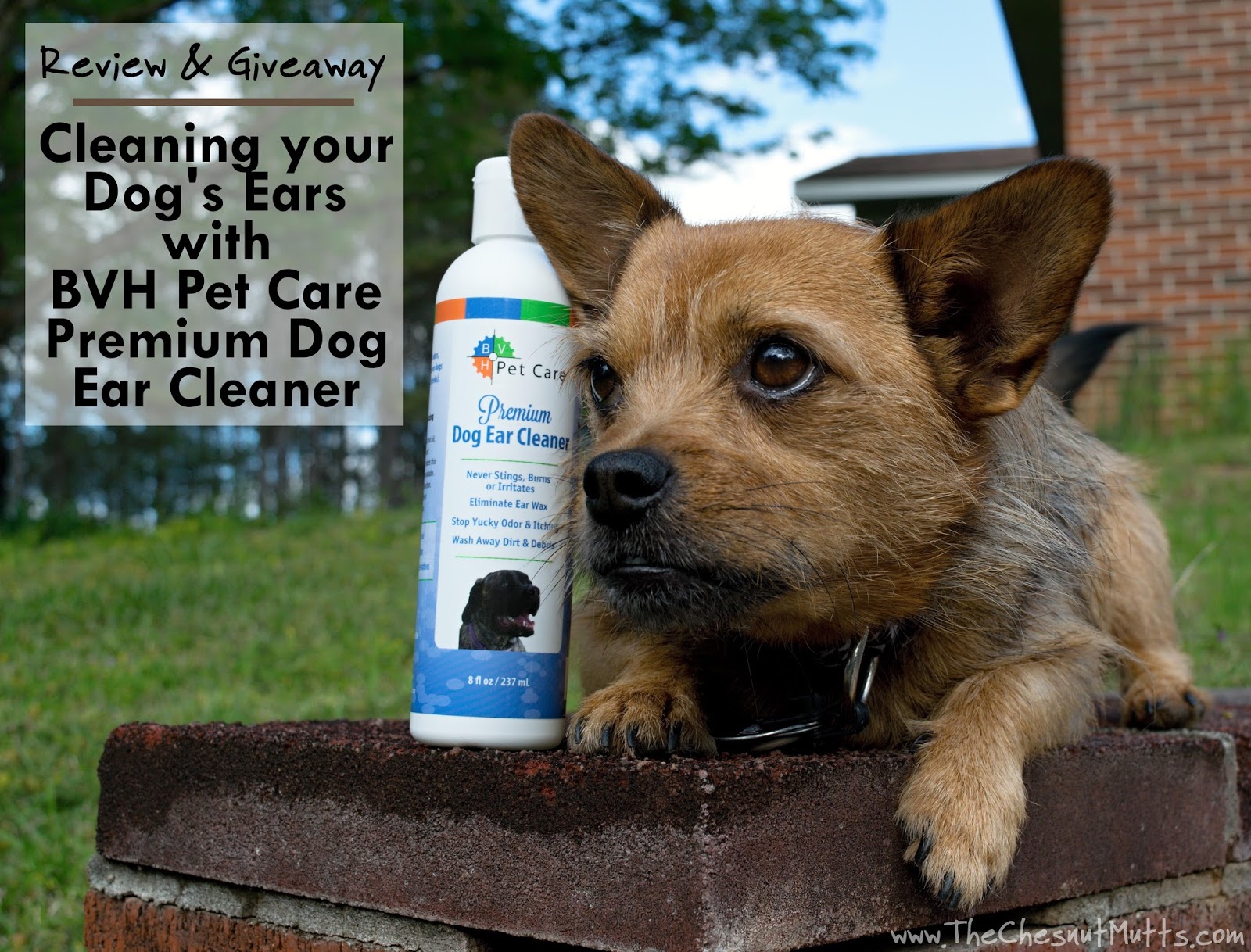 Review & Giveaway Cleaning your Dog's Ears with BVH Pet Care Premium