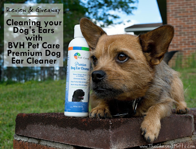 Review & Giveaway: Cleaning your Dog's Ears with BVH Pet Care Premium Dog Ear Cleaner