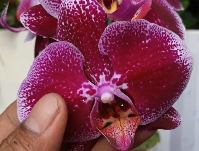 Cara Mudah Menumbuhkan Tunas Tangkai Bunga Anggrek Bulan,Orchid flowers