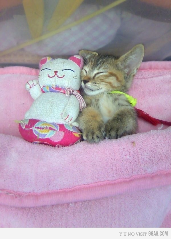It's a Daily Meow 17 Cute cats with their dolls