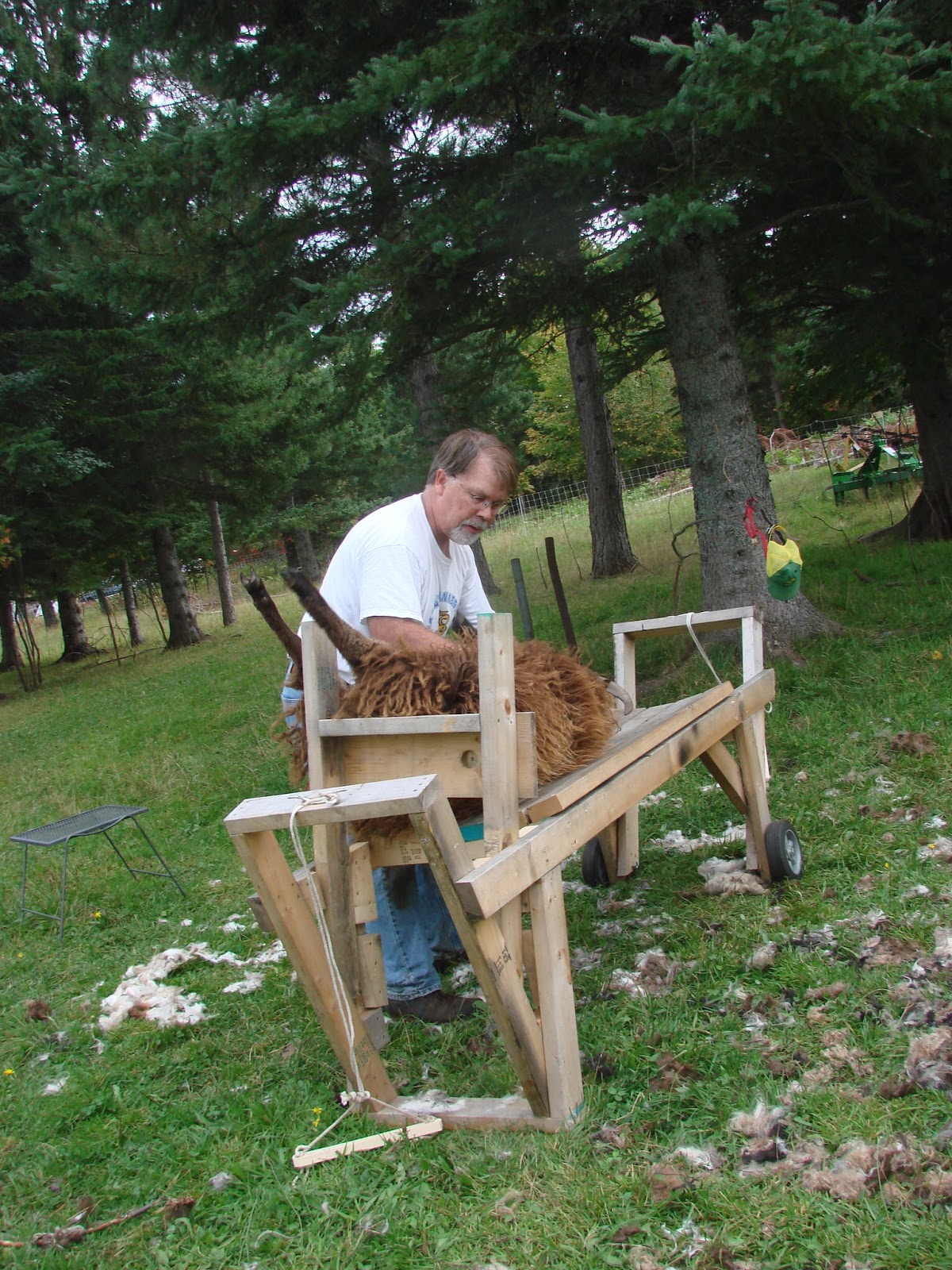 Kilpelän Luomutila ja Sen Ympäristö My SelfLoading Sheep Shearing Table