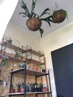 , Nuova zona di coltivazione!, diarid'orchidee