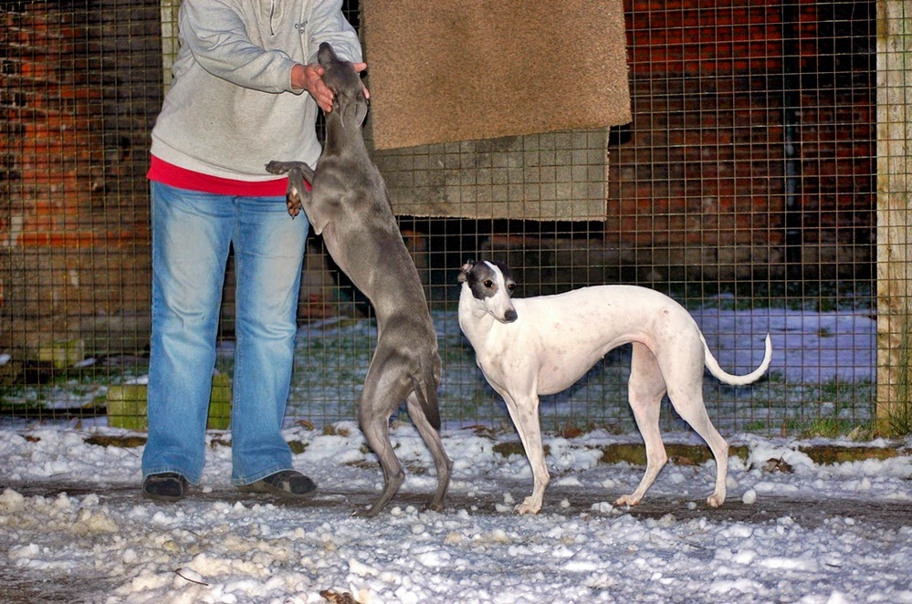 Crazy Runner´s Whippets Dezember 2014