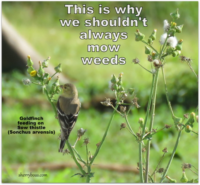 Simply Living Save weeds. Feed birds.