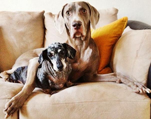Estos perritos son los mejores amigos: Harlow e Indiana