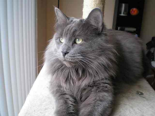Funny One 15 Nebelung Breed Cat Photos Kitten Images And Kitty