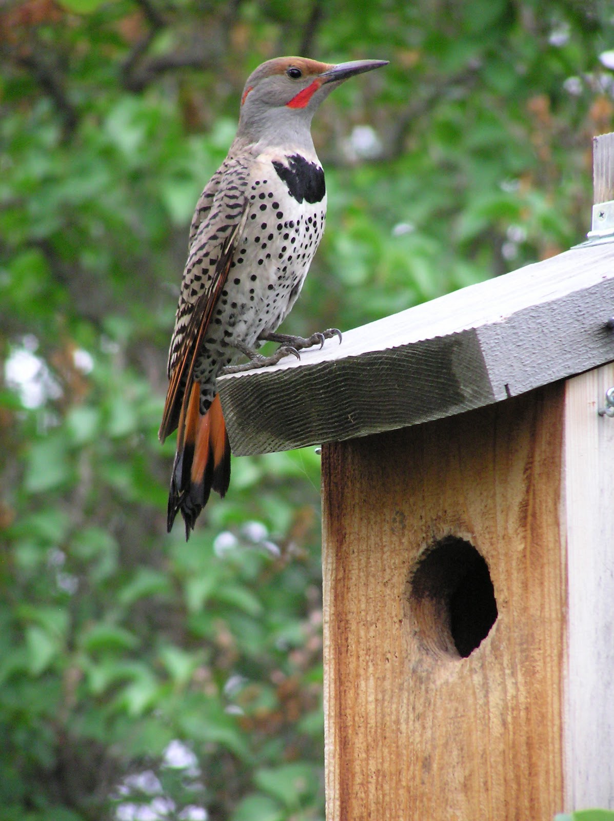 montana-wildlife-gardener-birdhouse-workshop-march-11