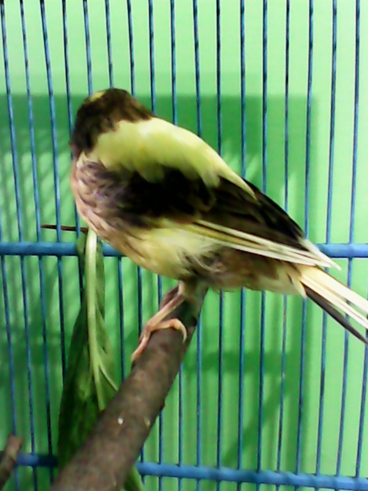 Jual Beli Burung Sehat Online