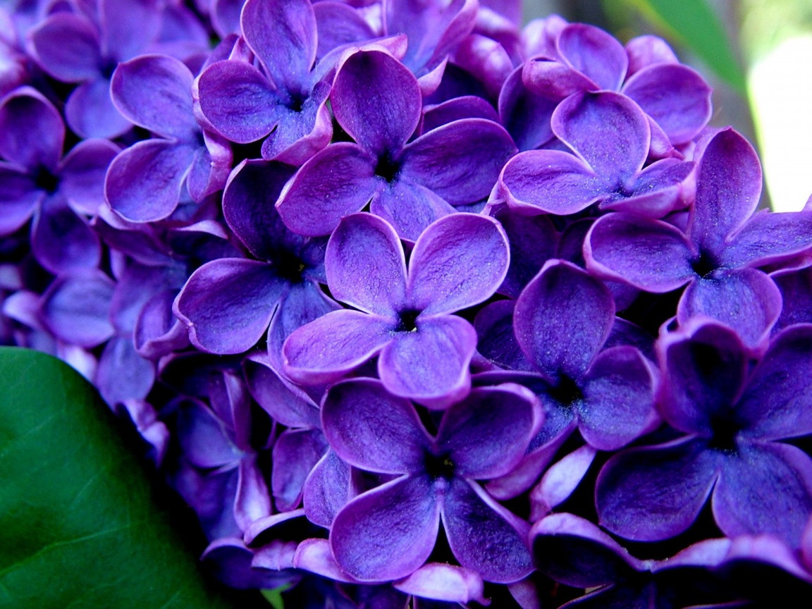 All photos gallery: Purple flower pictures, pictures of purple flowers