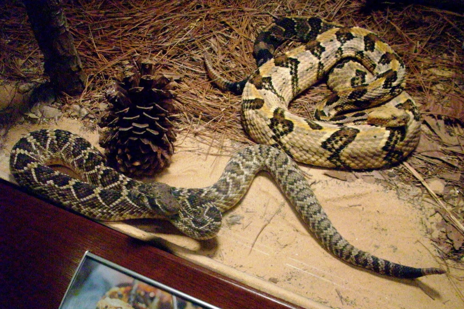 ZooZooReview South Carolina Aquarium