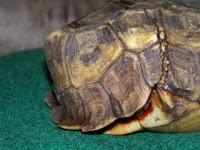Spekes hinged tortoise