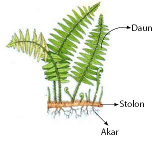 BAB VII KINGDOM PLANTAE