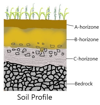 Class 7 Science Chapter 9 Soil Additional Exercises In Line With Ncert Book Cbse Syllabus Soil profile • in a vertical section of soil dug out at any place on earth, we find many horizontal layers from the upper surface to the deeper 38. class 7 science chapter 9 soil