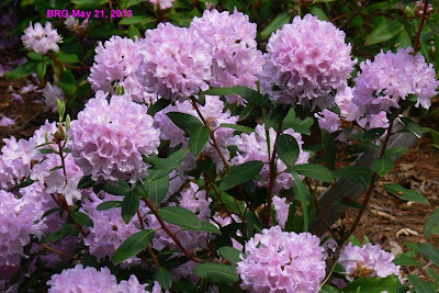 Lilac flowers in snowball shape, mauve lilac color.