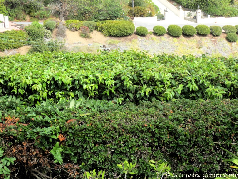 Late To The Garden Party Foliage Follow Up Hedges