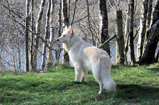 Long Haired German Shepherd Dog | Dog German Shepherds