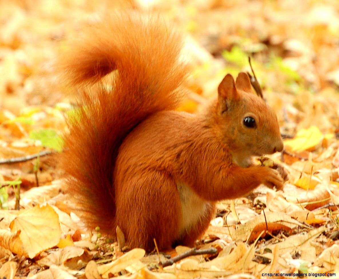 Red Squirrel