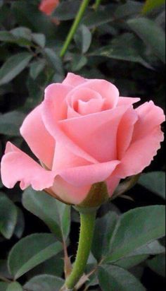 good morning romantic rose