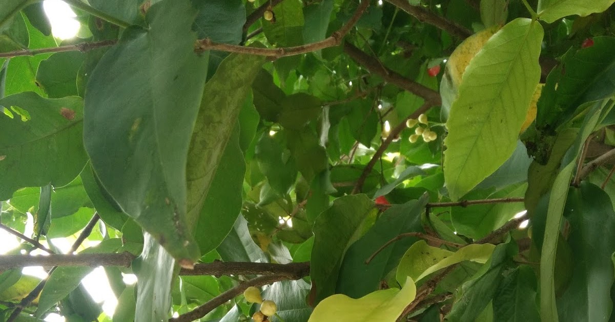 Pohon-jambu-air-di-halaman-mulai-berbuah