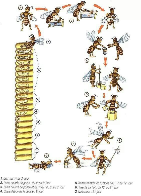 La Familia de la Apicultura - The Beekeeping of Family La Familia de la Apicultura - The Beekeeping of Family