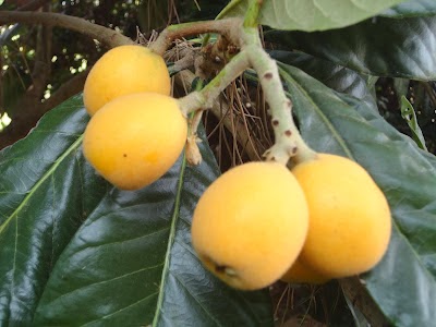 ERIOBOTRYA JAPONICA