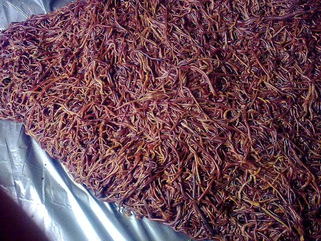 Seberapa Prospek Peluang Usaha Budidaya Cacing Tanah