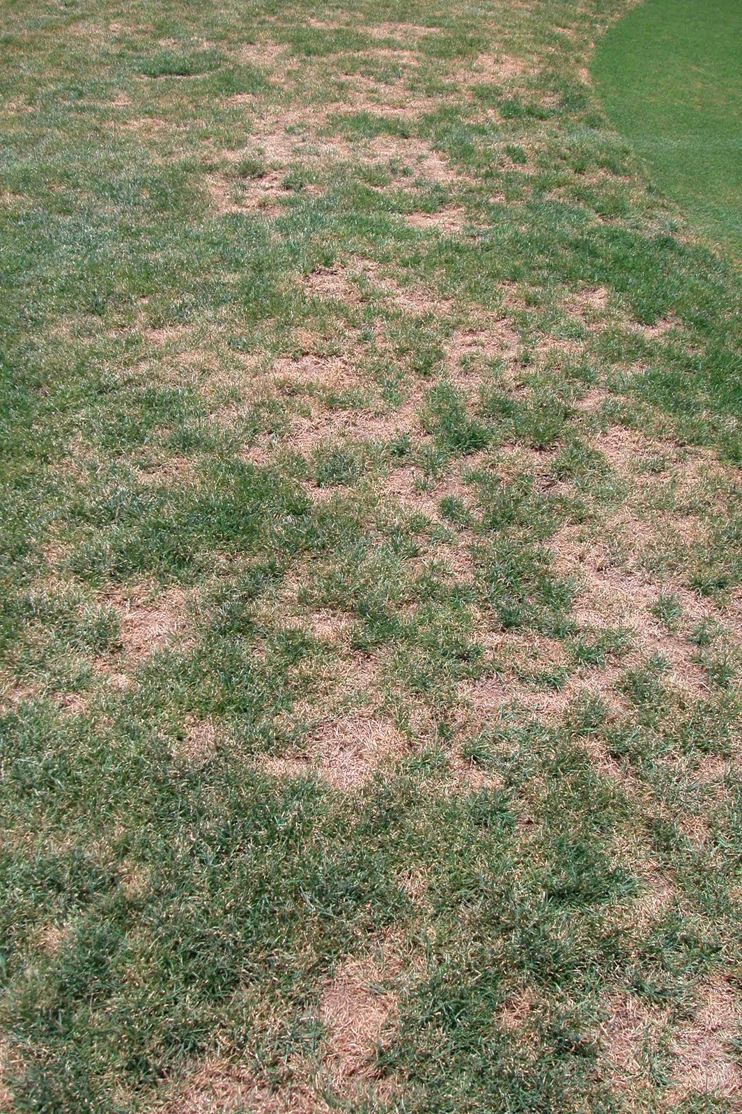 Xtremehorticulture of the Desert Brown Spots Emerge In Fescue Lawn In