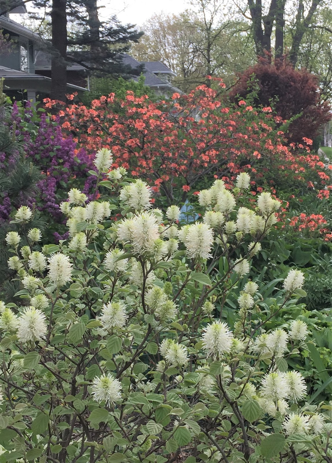 Gwenfar S Garden And Other Musings Quince Watch 2016 May
