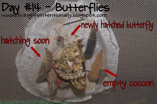 hatching butterflies