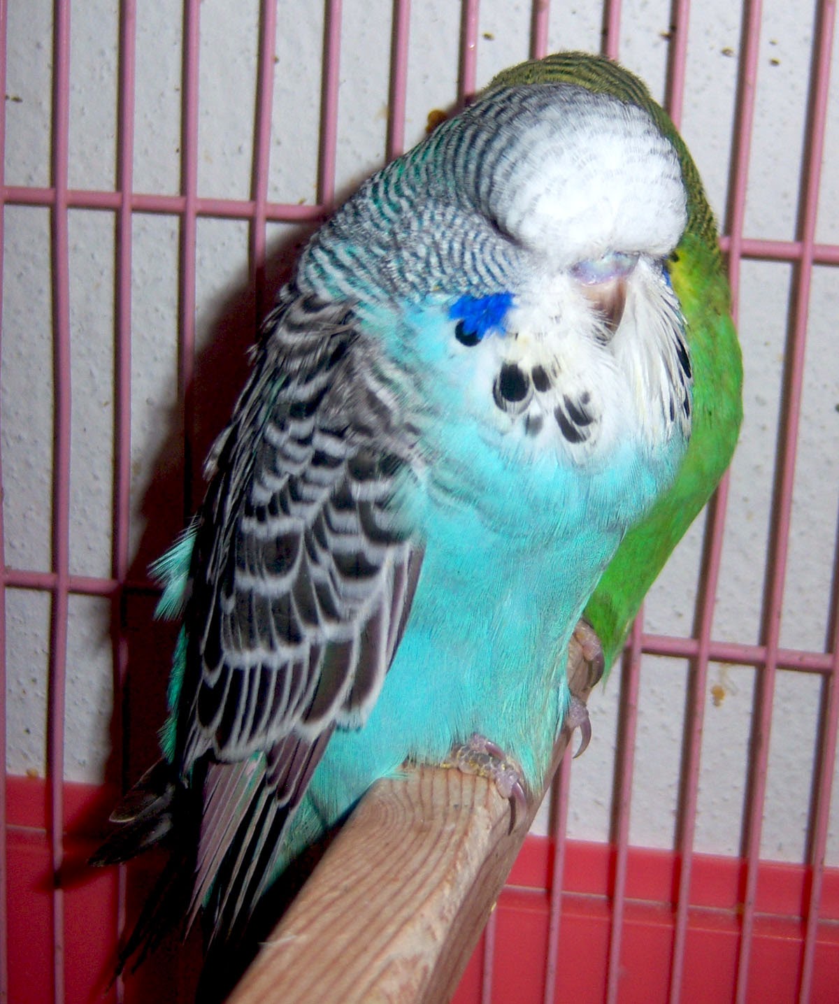 SHOW MUHABBET KUŞU YENİ SHOW BEBEK