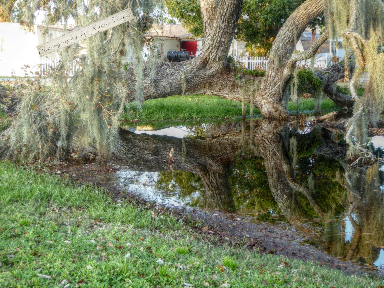 PinecraftSarasota Nature's Beauties at the Pinecraft Park