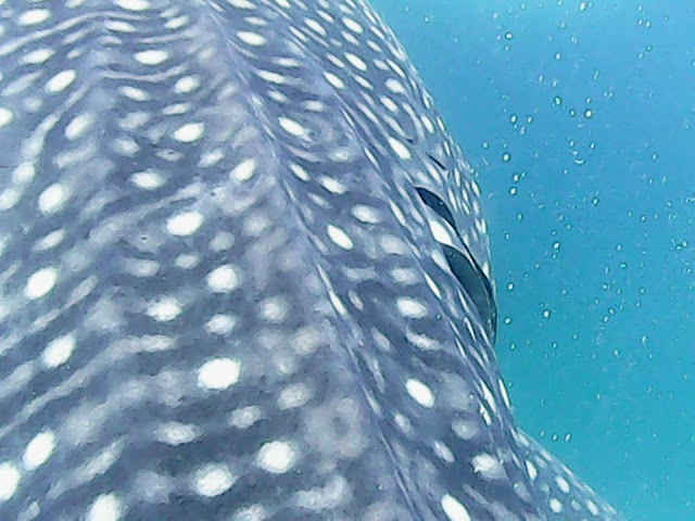 whale shark watching Oslob Cebu