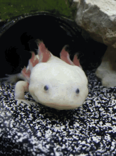 Axolotl The Super Regenerater