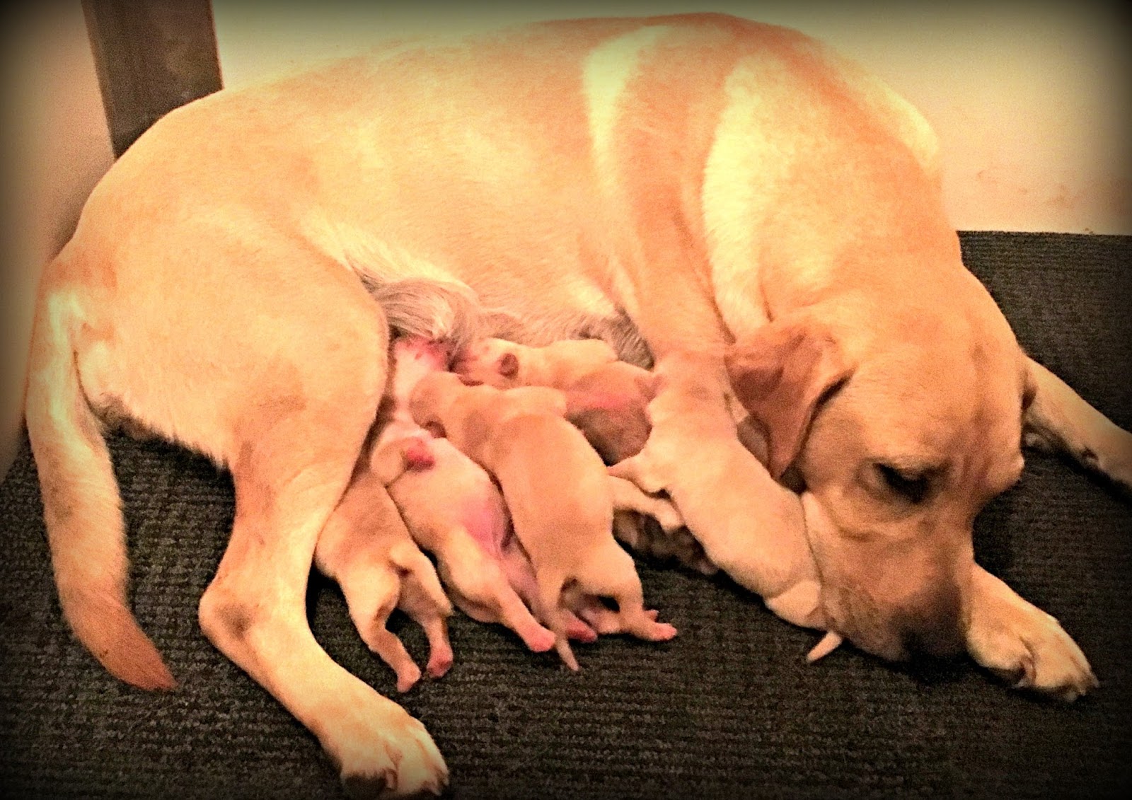 Rock Solid Pointing Labs Puppies born!